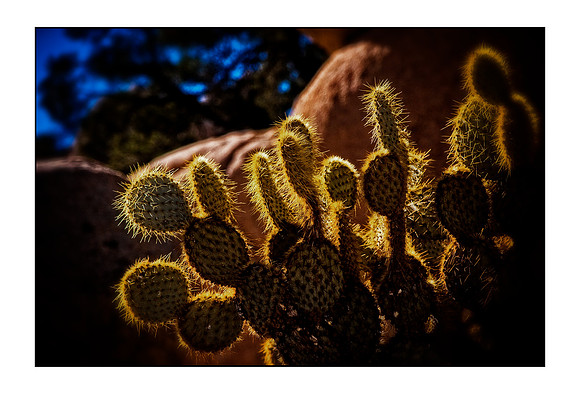 golden needles