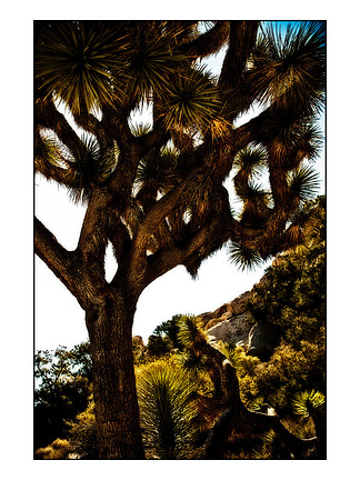 fur tree