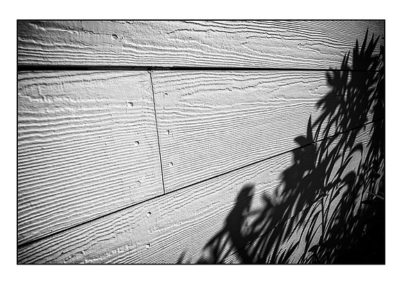 flowers by the fence