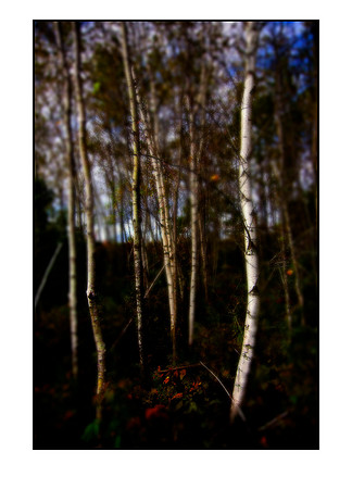 birch