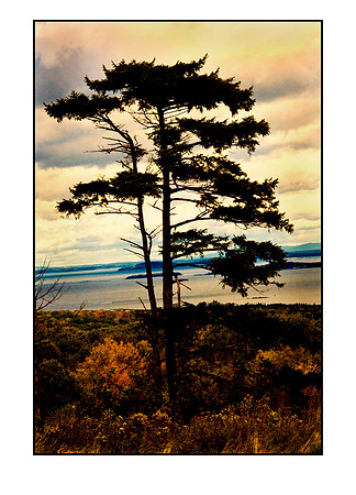 hilltop tree