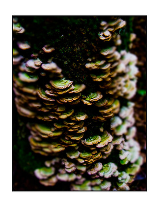 trunk mushrooms