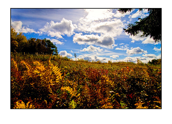 meadow