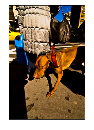 red collar blue bag