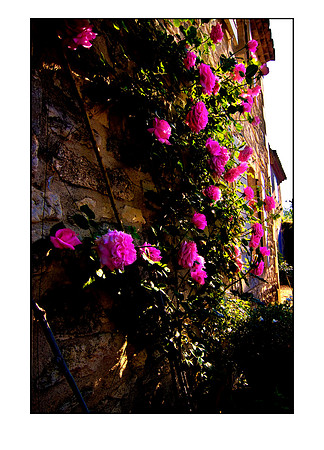 paul's roses